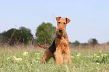 AIREDALE TERRIER 185